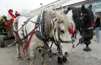 Horse-Drawn Carriage Rides - Hackettstown, NJ