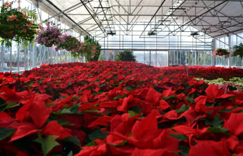 Christmas Decorations and Poinsettias
