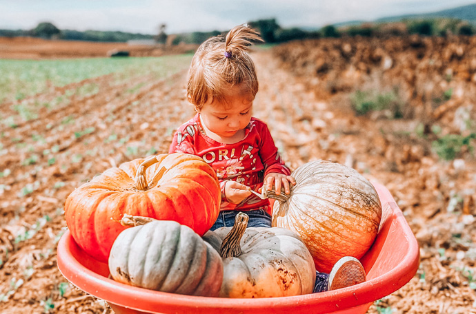 Pick Your Own Pumpkins