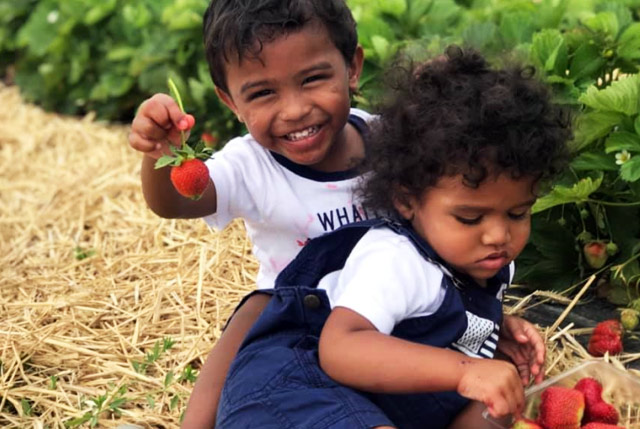 Strawberry Picking