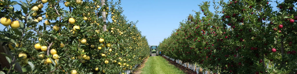 Donaldson Farms (Hackettstown, NJ) - Farm Market & Corn Maze