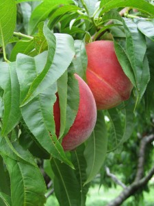 Fresh-peaches (1)
