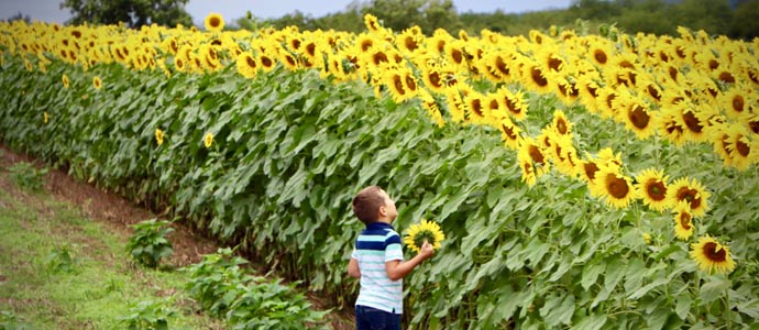 Sunflower Tours Donaldson Farms